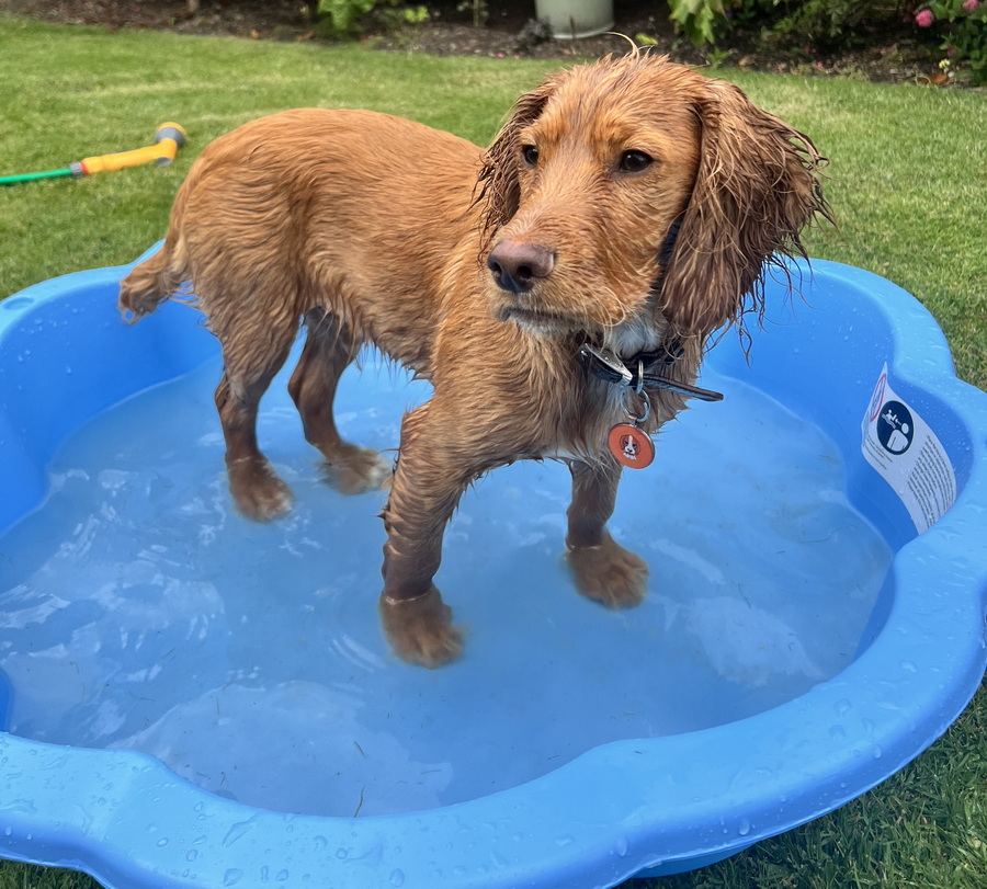Keeping Your Pup Safe: Understanding Water Poisoning in Dogs