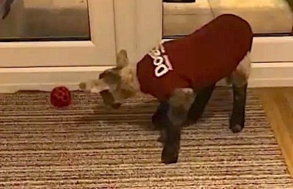 dogease coat with lamb