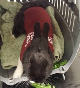 Dogease coat with rabbit